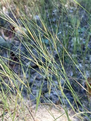 Aristida tuberculosa