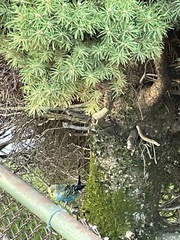 Melopsittacus undulatus