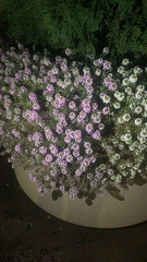 Lobularia maritima