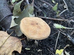 Polyporus radicatus