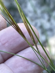 Aristida tuberculosa
