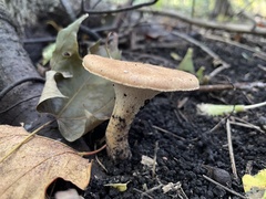 Polyporus radicatus