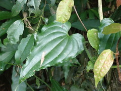 Stemona tuberosa