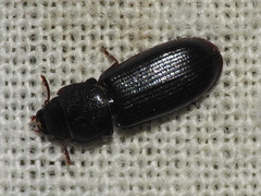 Tenebroides laticollis