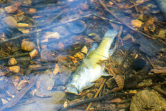 Faxonius punctimanus