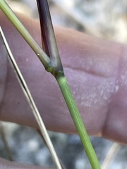 Aristida tuberculosa