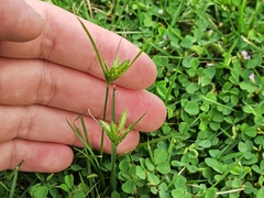 Cyperus compressus