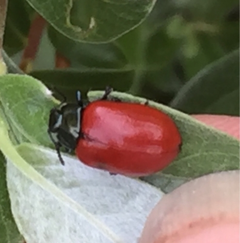 Poplar Leaf Beetle, Rockanje, photo 10 of 10