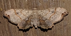 Epipleminae