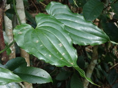 Stemona tuberosa