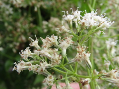 Mikania periplocifolia