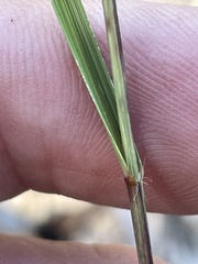 Aristida tuberculosa