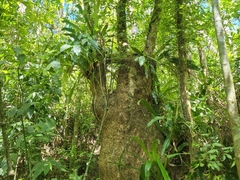 Phytolacca dioica