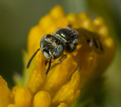 Perdita