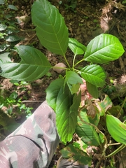 Phytolacca dioica