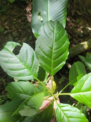Phytolacca dioica