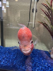 Amphilophus labiatus × cichlasoma trimaculatum