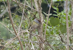 Cyclarhis gujanensis