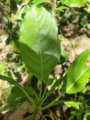 Phytolacca dioica