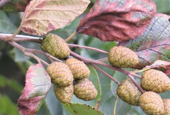 Alnus incana rugosa