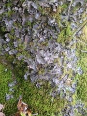 Peltigera phyllidiosa