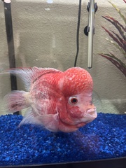 Amphilophus labiatus × cichlasoma trimaculatum