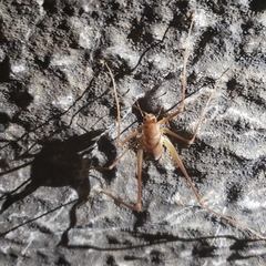 Hadenoecus subterraneus