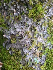 Peltigera phyllidiosa