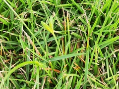 Cyperus compressus