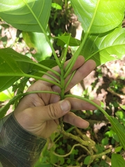 Phytolacca dioica