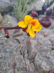 Erythrostemon angulatus