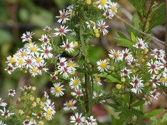 Symphyotrichum lateriflorum
