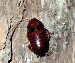 Eurycotis floridana