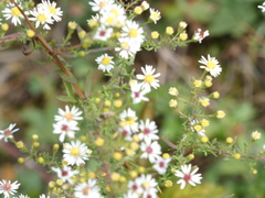 Symphyotrichum lateriflorum