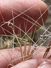 Aristida tuberculosa