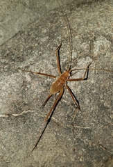 Hadenoecus subterraneus