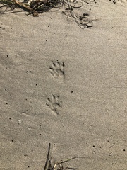 Procyon lotor pacificus