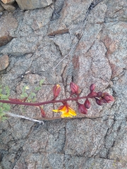 Erythrostemon angulatus