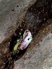 Leptograpsus variegatus