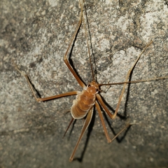 Hadenoecus subterraneus