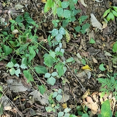 Phryma