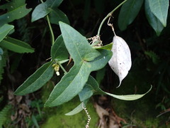 Solena amplexicaulis