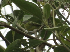 Phylloscartes ventralis