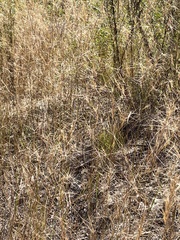 Aristida tuberculosa