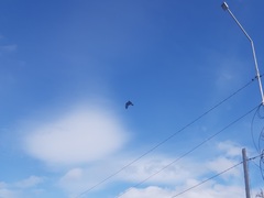 Milvus migrans lineatus