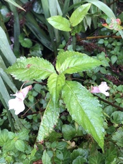 Impatiens uniflora