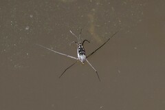 Trepobates subnitidus