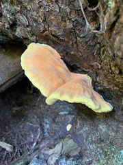 Laetiporus conifericola