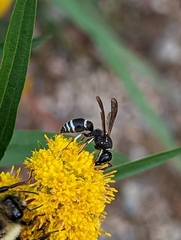 Ancistrocerus