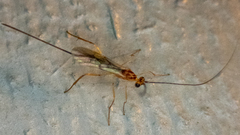 Ichneumonoidea